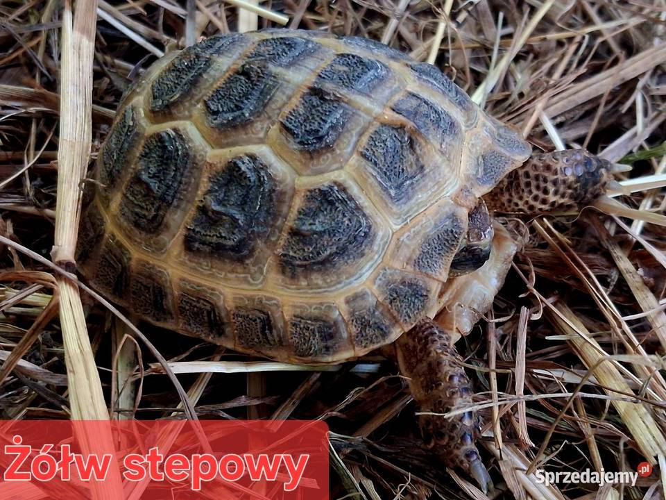 Sprzedam żółwie stepowe żółwie lamparcie żółwie