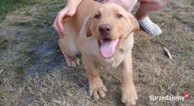 Piękny Labrador Retriever biszkoptowy świętokrzyskie Jaworznia