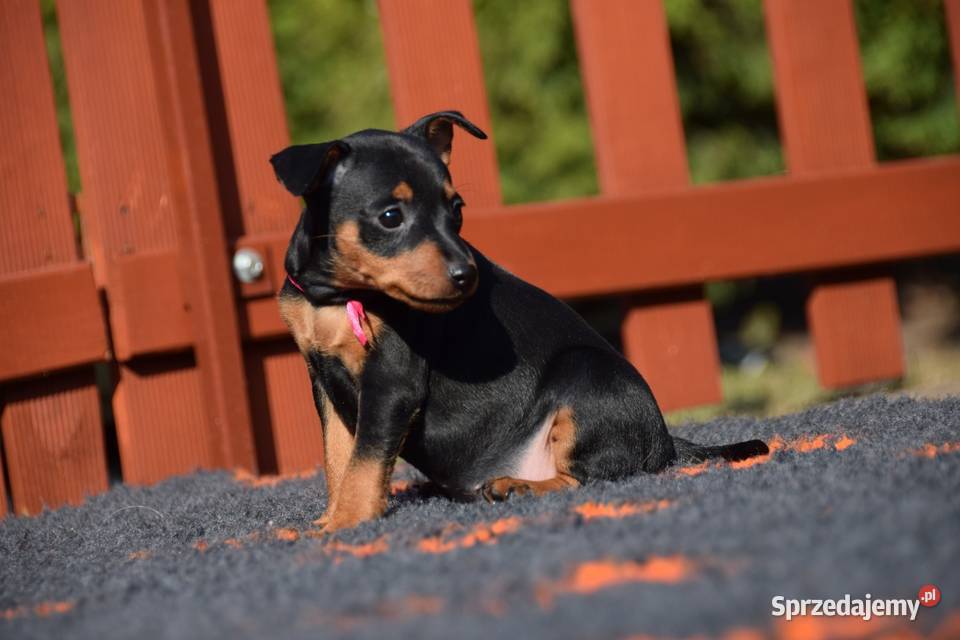 Szczenięta Pinczer Miniaturowy ZKWP fci Łochów