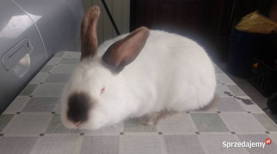 Samica Kalifornia zakocona Gryzonie Czarzyzna