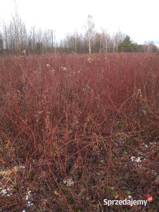 Wiklina na pniu 20a podkarpackie Kopki sprzedam