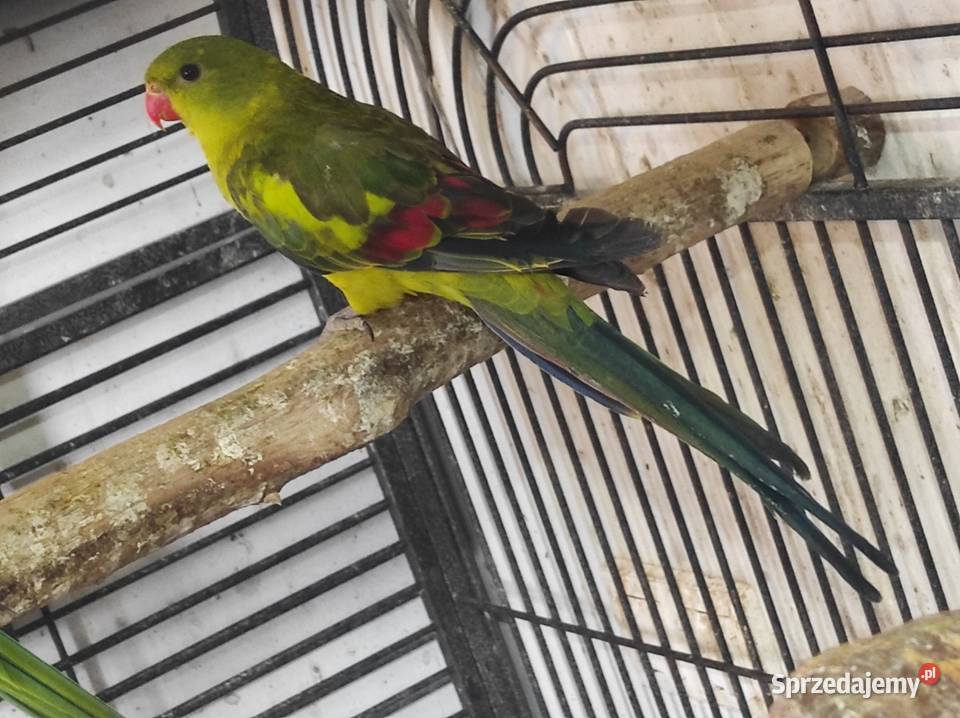 Papuga górska samiec Garwolin