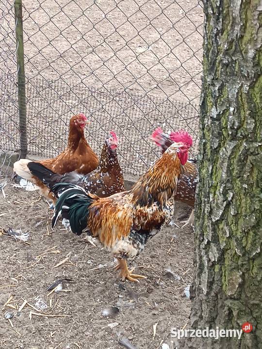 Jaja lęgowe sprzedam