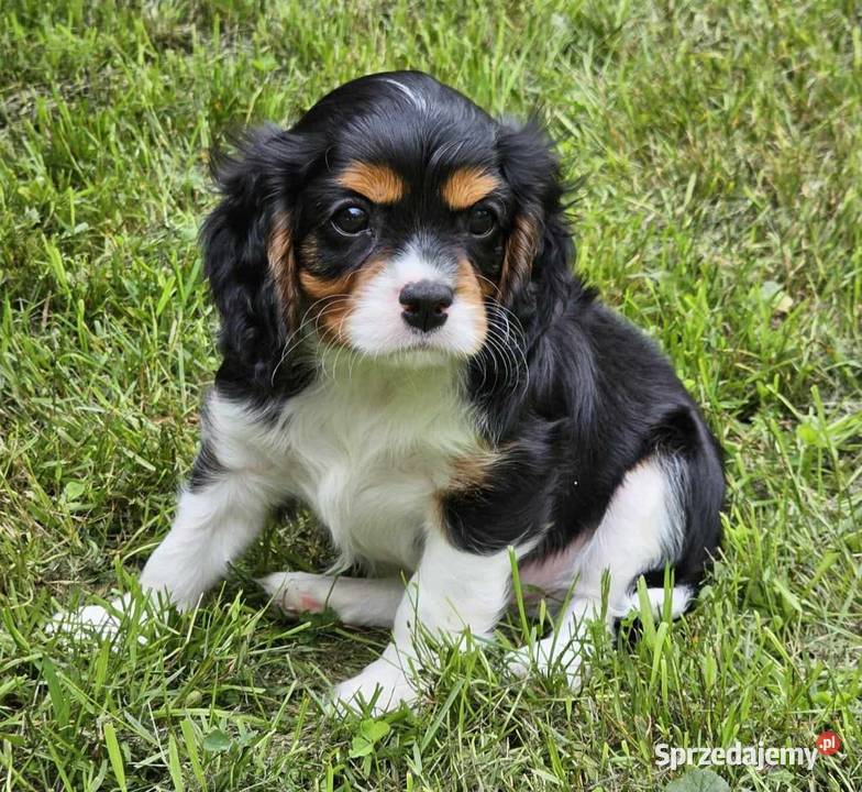 Cavalier King Charles Spaniel szczenię FCI kujawsko-pomorskie