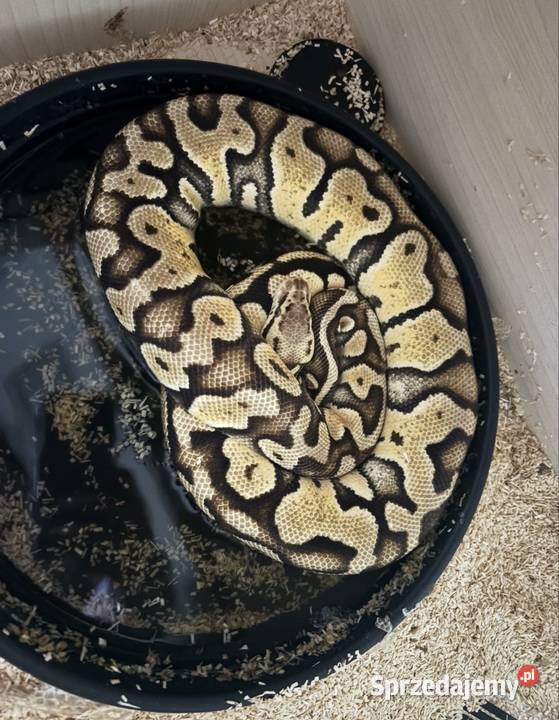 Sprzedam Pytona Królewskiego Python regius z sprzedam