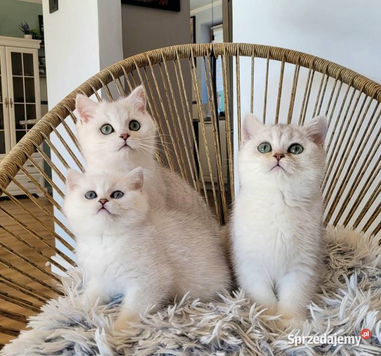 srebrne pointy kocięta brytyjskie Brytyjski lubuskie Zielona Góra