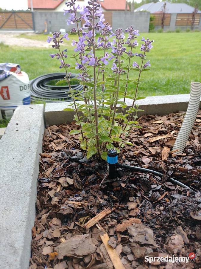 Ogród pielęgnacja budowa mazowieckie Komornica sprzedam