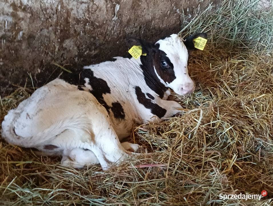 Sprzedam Byczka Grodzisk Mazowiecki sprzedam