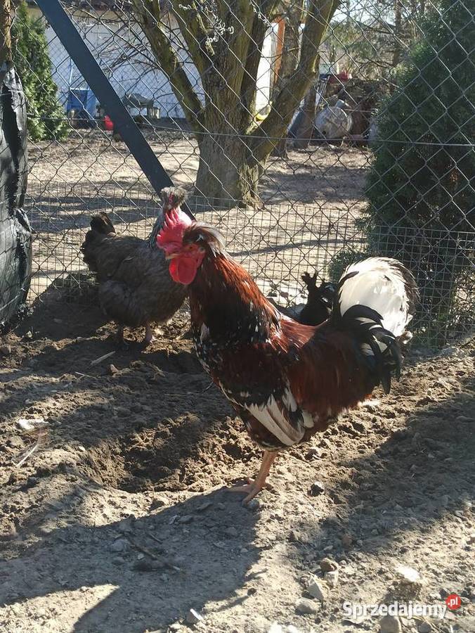 Jaja lęgowe czubatka staropolska Krupe