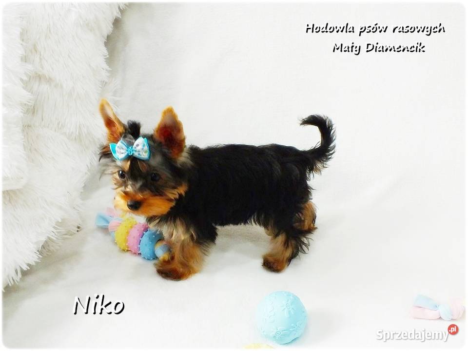 Yorkshire Terrier Malutki Mini Piesek NIKO z Żary