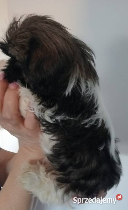 Shih tzu szczeniaczki Gruszczyn