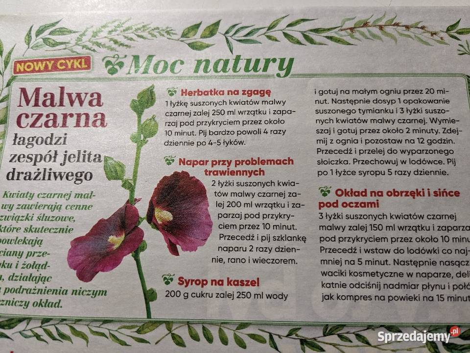 Kwiat Ślazówka z Różowa Nasiona kolekcjonerskie Nasiona Nowy Sącz