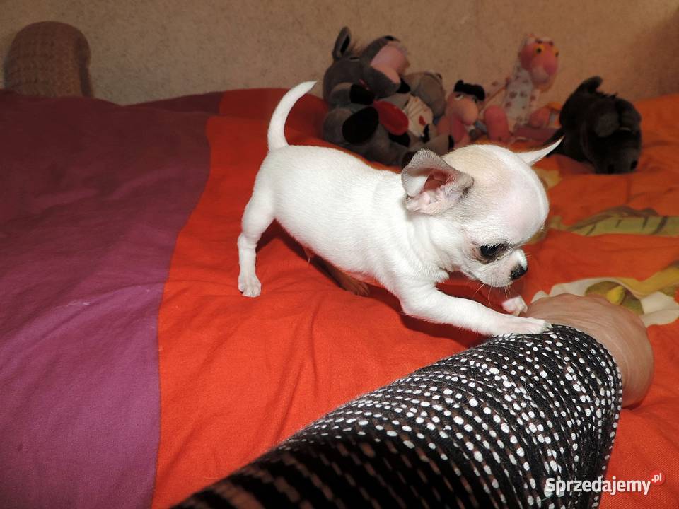 Chihuahua XXS Najmniejszy SłodziakCudny Kołobrzeg