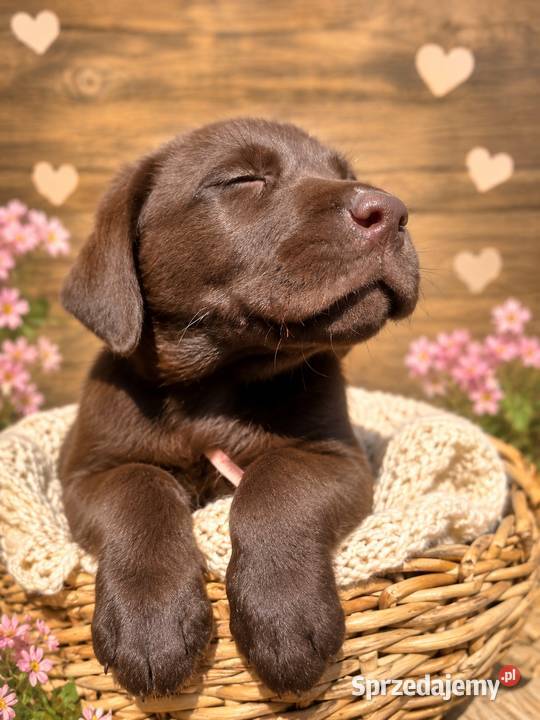 Labrador Retriever Czekoladka wspaniałej budowy Psy Kielce