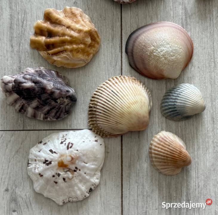 Muszle muszelki muszla naturalne egzotyczne Łódź