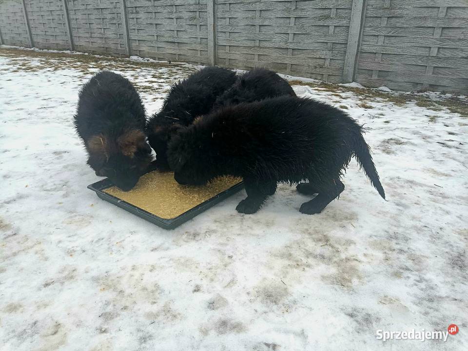 Owczarek niemiecki szczeniak