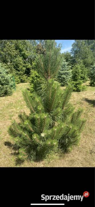 Sosna czarna Jodła Kaukaska Duże drzewa Konin sprzedam