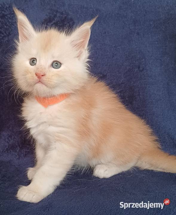 Maine Coon kocurek rodowód Fpl