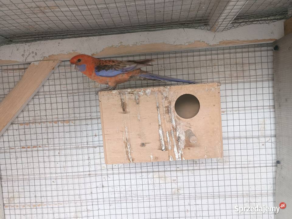 Rozella królewska orange samiec Ptaki