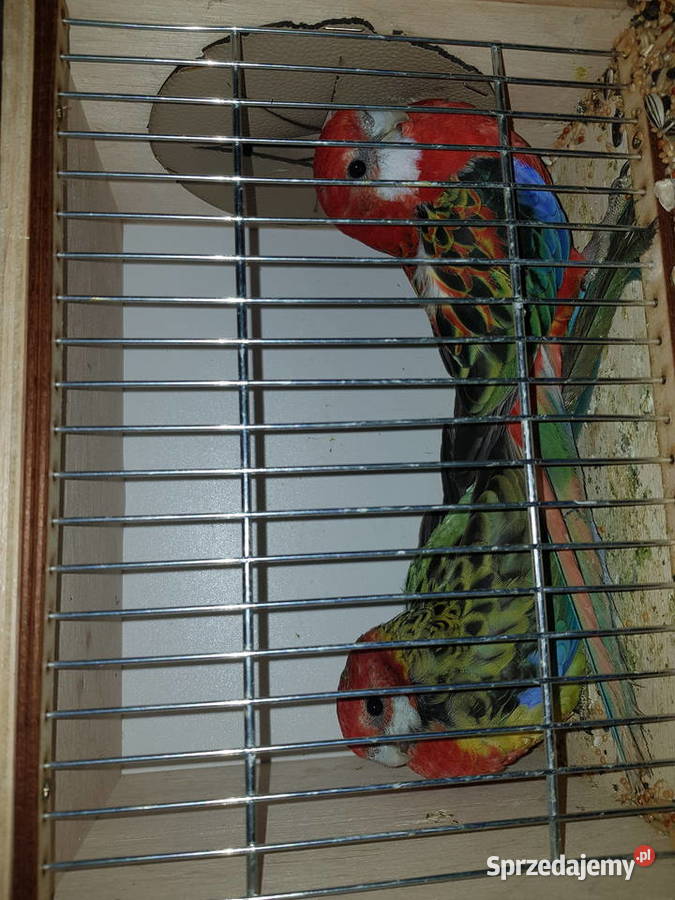 Rozelle białolice lutino rubino czerwone