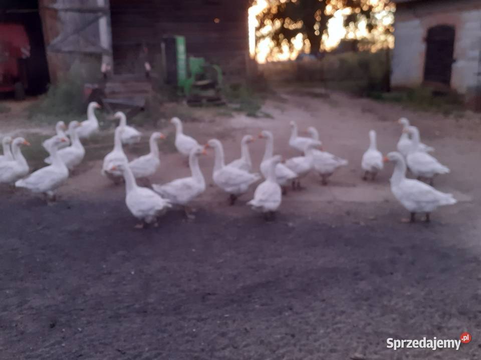 Gęsi sprzedam Grodzisk Mazowiecki