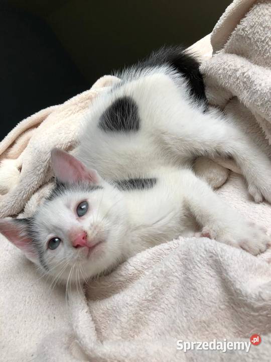 Śliczny mały kotek Postomino