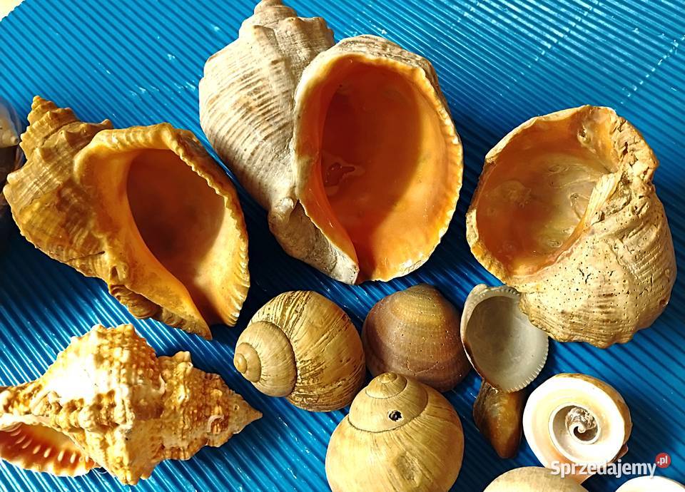 duży zestaw muszli Pozostałe Bukowno