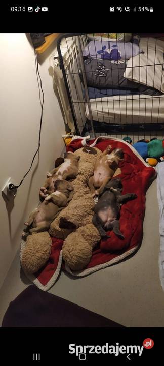 Amstaff piękne szczeniaki rodzice przebadane Dęblin