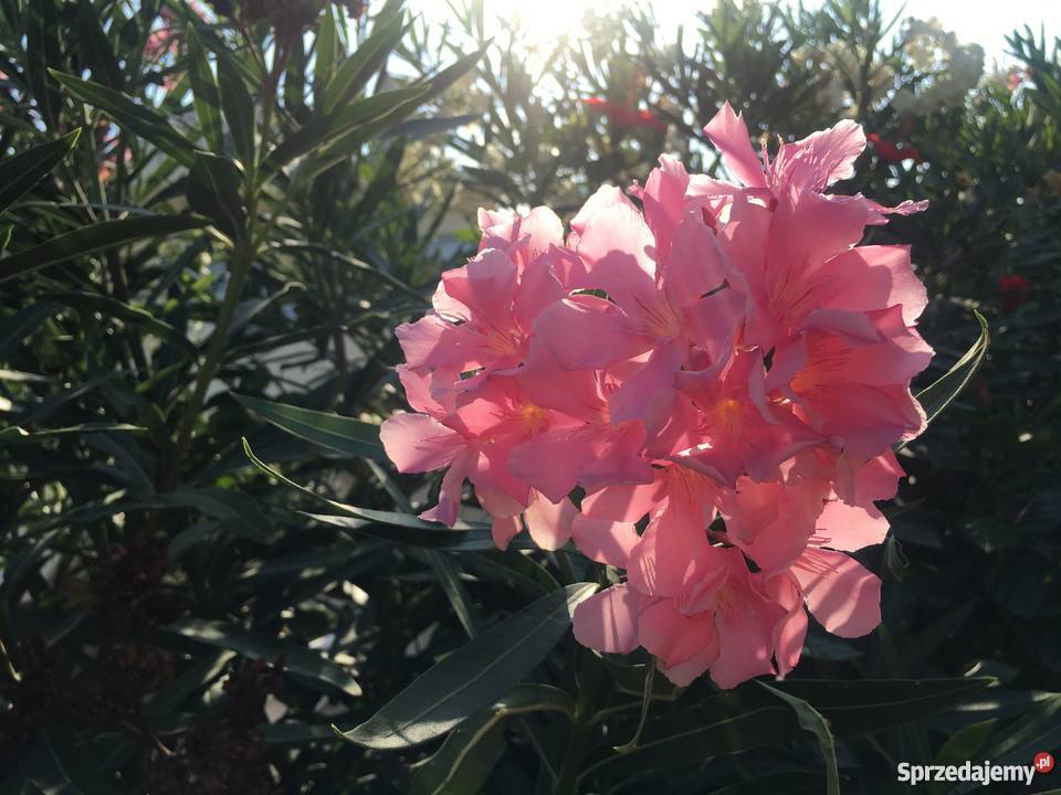 Sadzonki oleander o pachnących kwiatach na