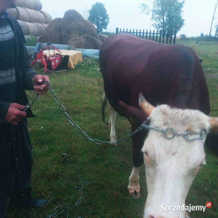 Jałówka wysokocielna Zwierzęta łódzkie Śladków Górny