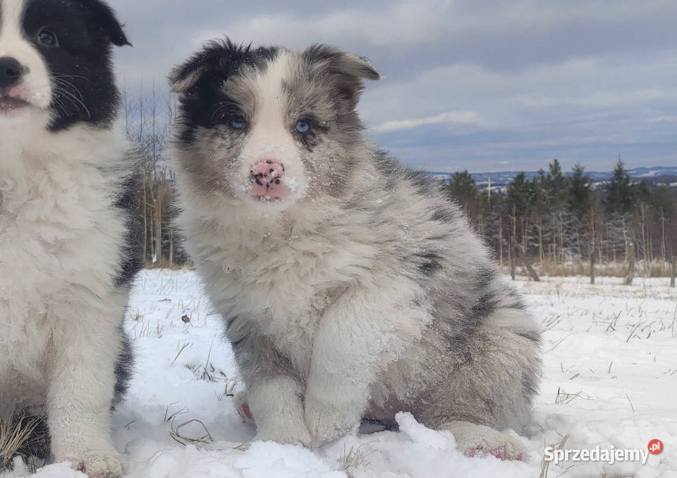 Szczenię BORDER COLLIE z Hodowli Rasowy pies z małopolskie Kraków