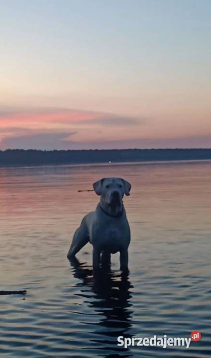 Dog Argentyński Krycie sprzedam