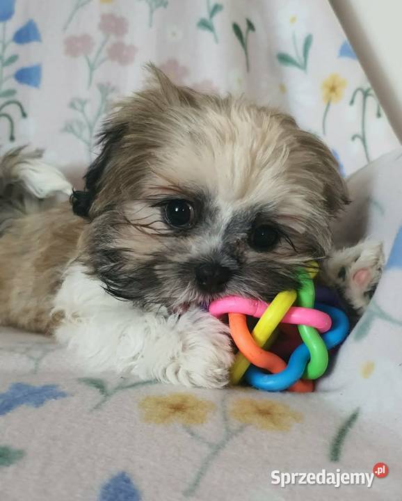 Śliczny Piesek Shih Tzu Puławy