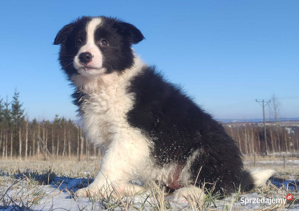 BORDER COLLIE piękna suka z Hodowli Szczenię z Pozostałe Iwonicz