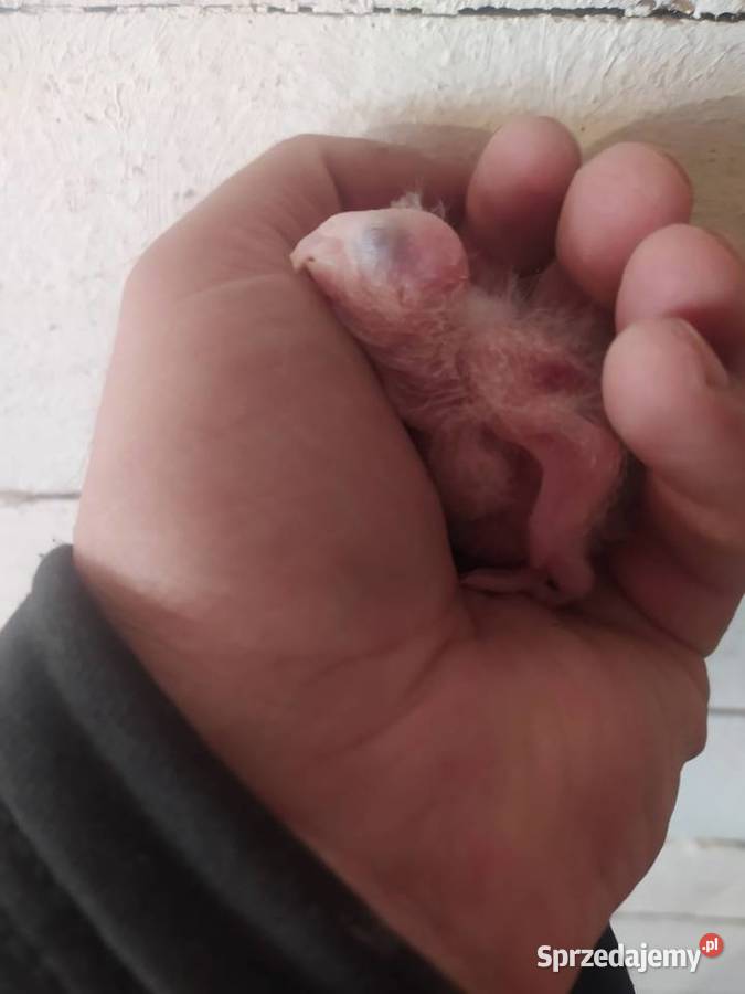 Papugi rudosterki ręcznie karmione Tychy sprzedam