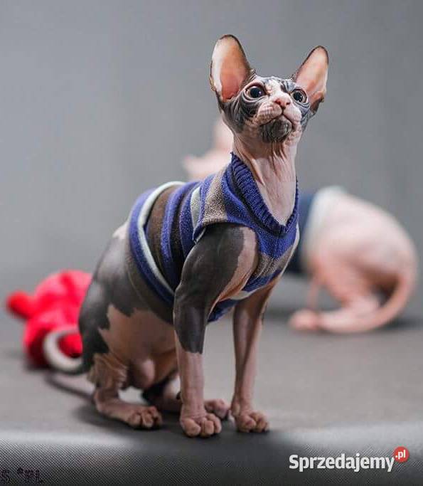 3 Kocurki kastracji 3 do 2l Płatna Adopcja Sph Koty mazowieckie Warszawa