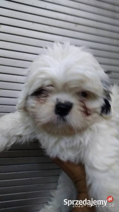Piedek Shih tzu kujawsko-pomorskie Unisław sprzedam
