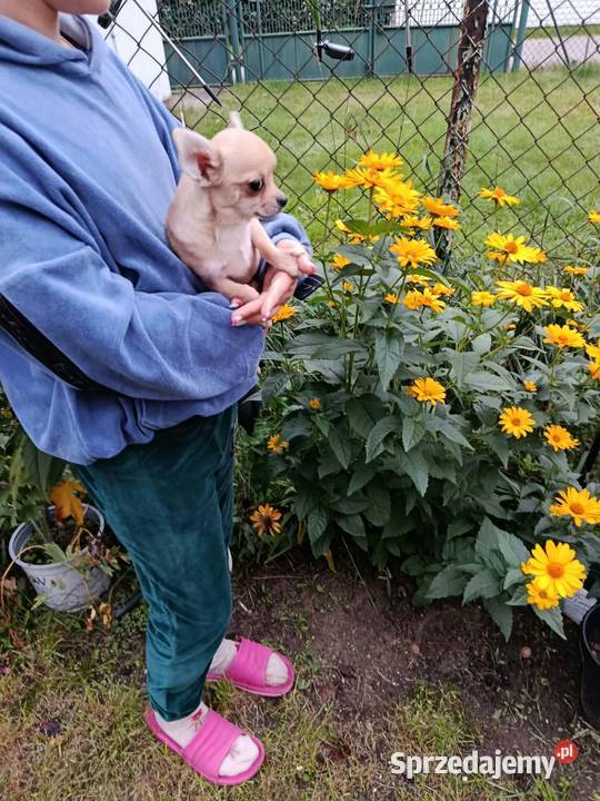 Chihuahua piesek szuka kochającego domu sprzedam