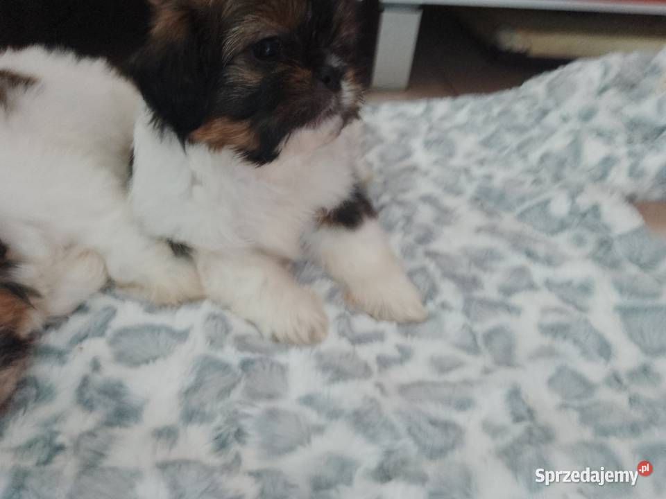 Shih tzu rodowodowe sprzedam