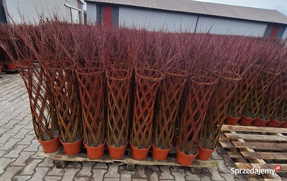 Wierzba pleciona salix Stromiec