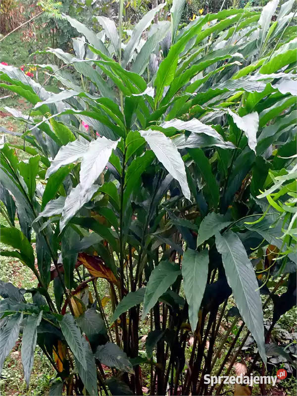 ZIELONY KARDAMON Elettaria cardamomum NASIONA sprzedam