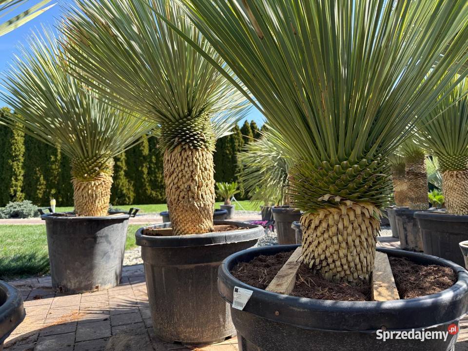 Yucca Rostrata juka Rostrata mrozoodporna do Pozostałe śląskie Dudki sprzedam