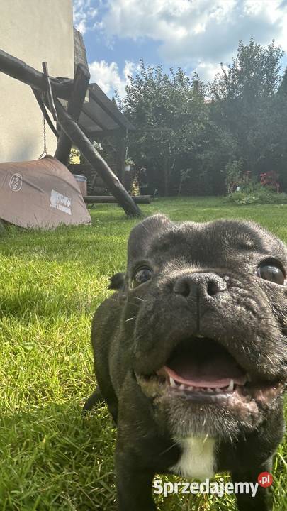 Piękne Buldogi Francuskie Zawiercie