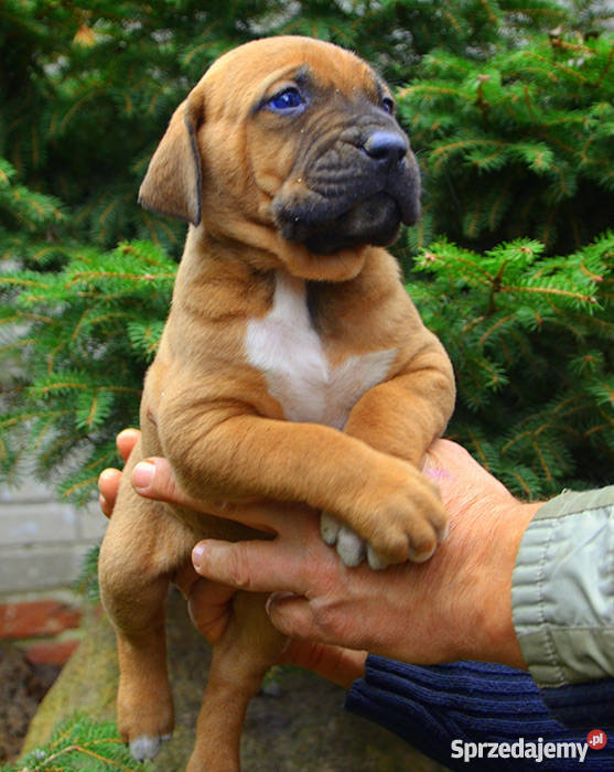 szczeniakiTosa Inu DOLINA ROSY Stoczek Łukowski sprzedam
