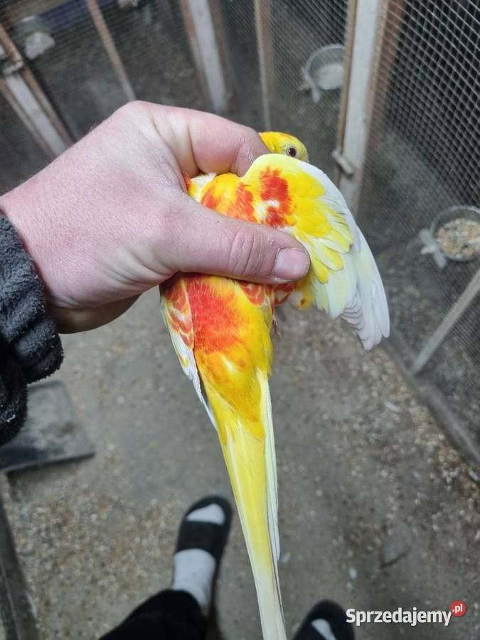 Świergotki para Ptaki Kazimierza Wielka