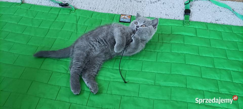 Kotek Brytyjski krótkowłosy niebieski Lukier mazowieckie Brwinów sprzedam