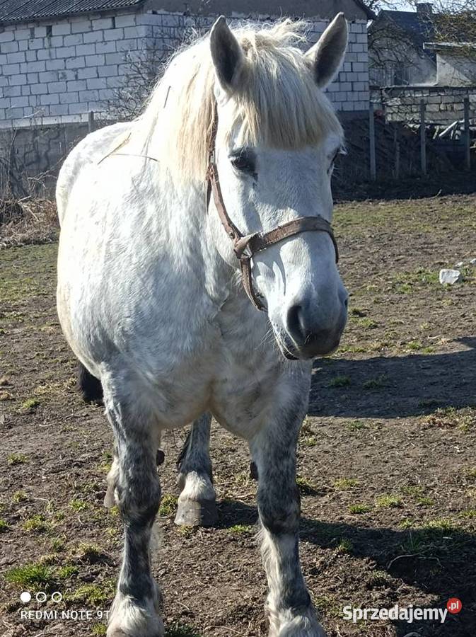 Klacz zimnokrwista zrebna warmińsko-mazurskie