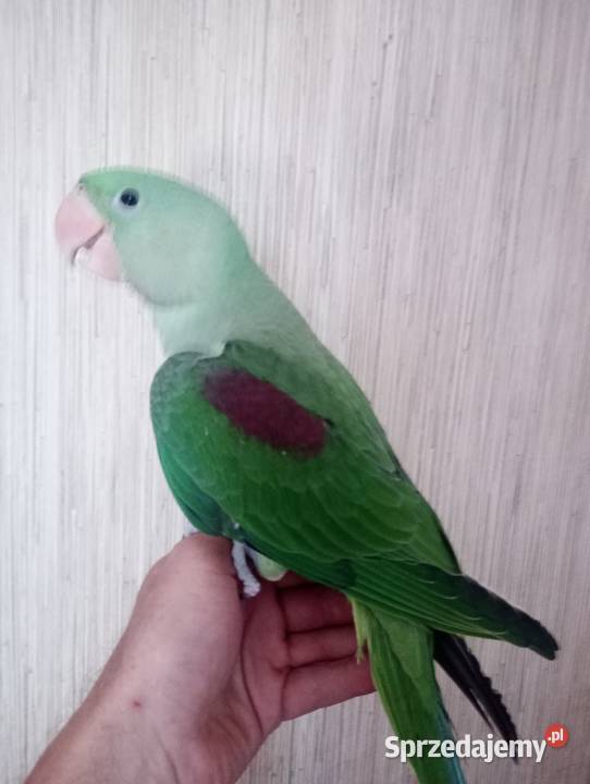 Aleksandretta Aleksandretta wielkie ręcznie Tarnów sprzedam