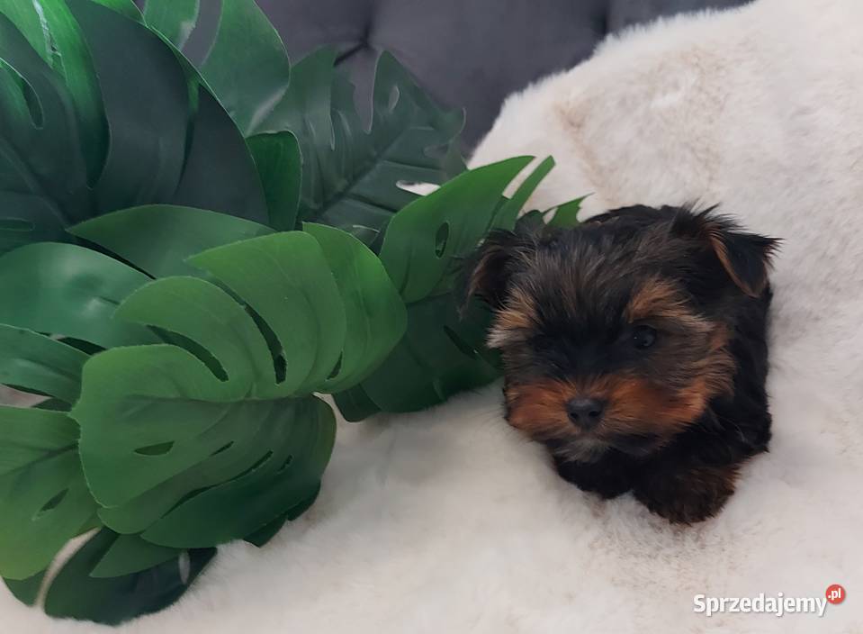 Piękny piesek yorkshire terrier Brzeg Dolny