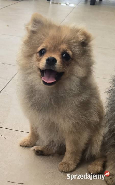 Pomeranian suczka szpic miniaturowy zkwp FCI